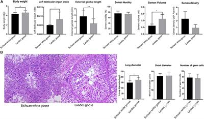 Comparative Analysis of Testicular Histology and lncRNA–mRNA Expression Patterns Between Landes Geese (Anser anser) and Sichuan White Geese (Anser cygnoides)